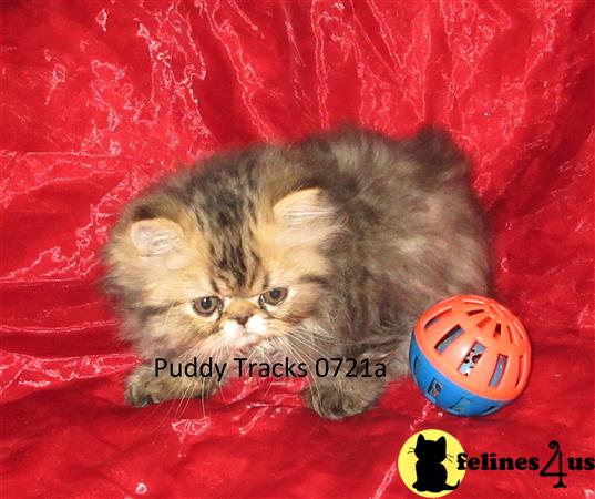 Puddy Tracks Picture 2